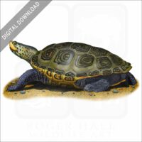 Northern Diamondback Terrapin stock image