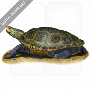 Northern Diamondback Terrapin stock image
