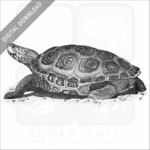 Northern Diamondback Terrapin