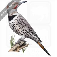 Northern Flicker illustration