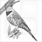 Northern Flicker