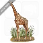 Northern Giraffe stock image