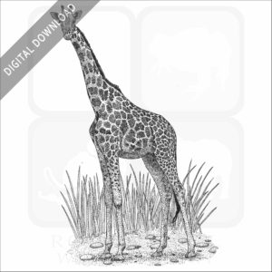 Northern Giraffe