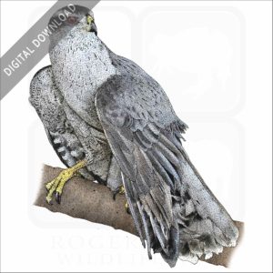 Northern Goshawk stock image