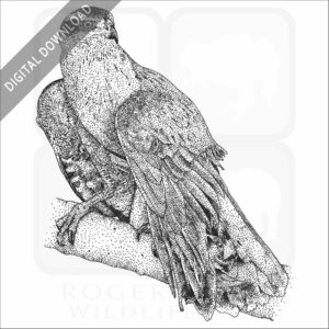 Northern Goshawk