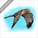 Northern Harrier stock image