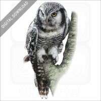Northern Hawk Owl stock image