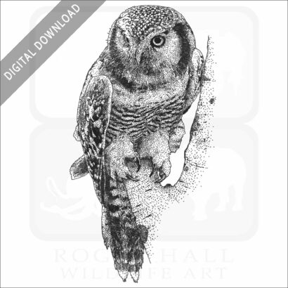 Northern Hawk Owl