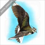 Northern Lapwing stock image