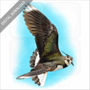 Northern Lapwing stock image