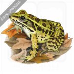 Northern Leopard Frog stock image
