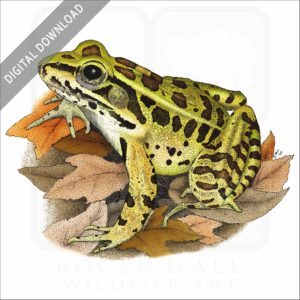 Northern Leopard Frog stock image