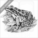 Northern Leopard Frog