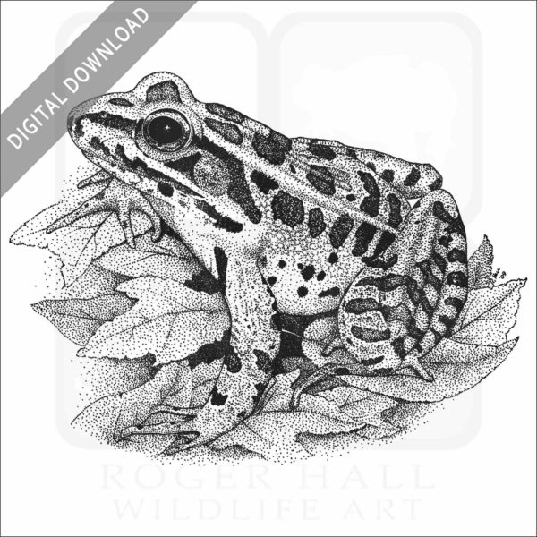 Northern Leopard Frog
