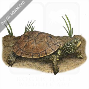 Northern Map Turtle stock image
