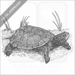 Northern Map Turtle