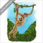 Northern Muriqui stock image