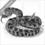 Northern Pacific Rattlesnake