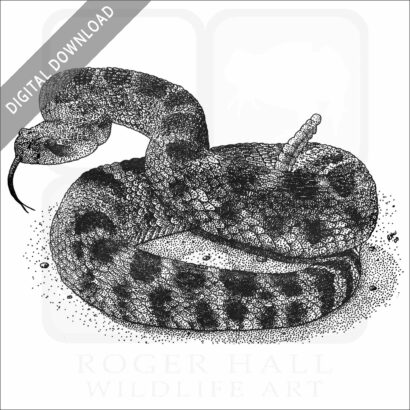 Northern Pacific Rattlesnake