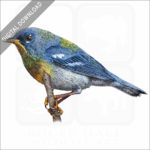 Northern Parula stock image