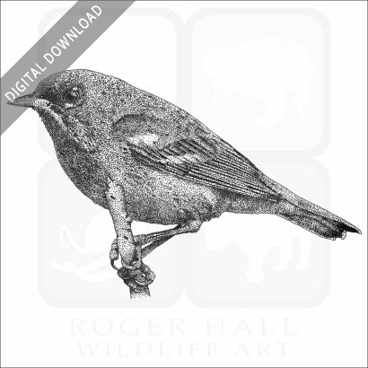 Northern Parula