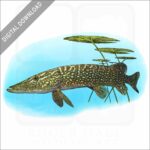 Northern Pike stock image