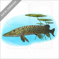 Northern Pike stock image