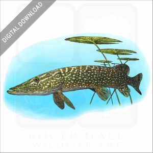 Northern Pike stock image