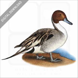 Northern Pintail Duck stock image