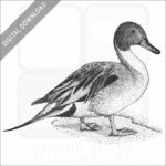 Northern Pintail Duck
