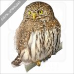 Northern Pygmy Owl stock image