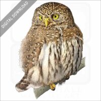 Northern Pygmy Owl stock image