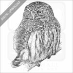 Northern Pygmy Owl