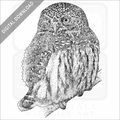 Northern Pygmy Owl
