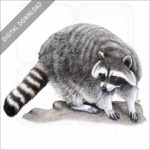 Northern Raccoon stock image