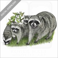 Northern Raccoons stock image