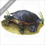 Northern Red-Bellied Cooter stock image