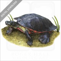 Northern Red-Bellied Cooter stock image