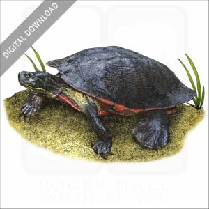 Northern Red-Bellied Cooter stock image