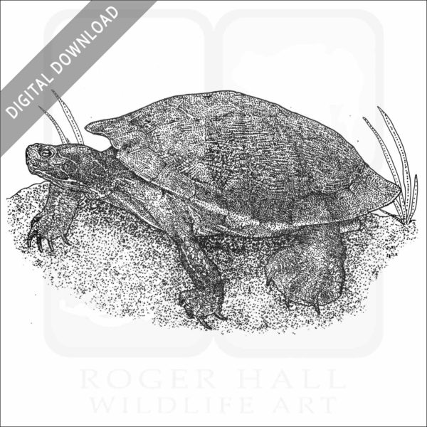 Northern Red-Bellied Cooter