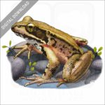 Northern Red-Legged Frog stock image