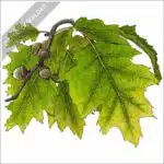Northern Red Oak stock image