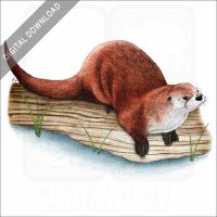 Northern River Otter stock image
