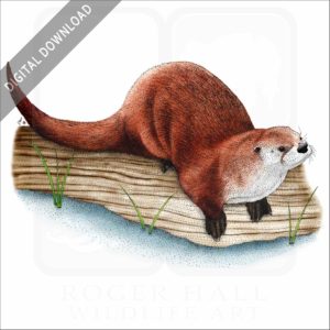 Northern River Otter stock image