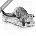 Northern River Otter