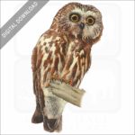Northern Saw-Whet Owl illustration stock image