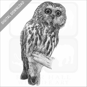 Northern Saw-Whet Owl