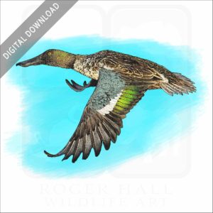 Northern Shoveler stock image