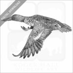 Northern Shoveler