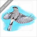 Great Grey or Northern Shrike stock image